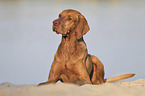 lying Magyar Vizsla