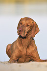 lying Magyar Vizsla