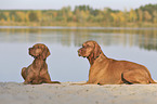 lying Magyar Vizslas