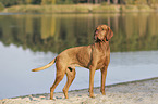 standing Magyar Vizsla