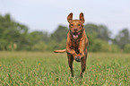 running Magyar Vizsla