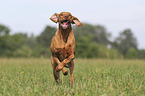 running Magyar Vizsla