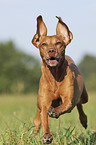 running Magyar Vizsla