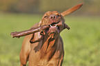 running Magyar Vizsla