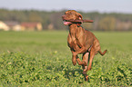 running Magyar Vizsla
