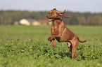 running Magyar Vizsla