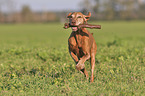 running Magyar Vizsla