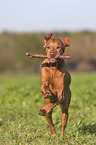 running Magyar Vizsla