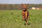 running Magyar Vizsla