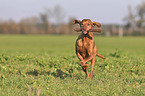 running Magyar Vizsla