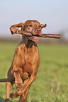 running Magyar Vizsla