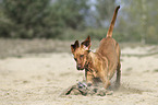 playing Magyar Vizsla