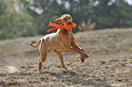 running Magyar Vizsla