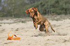 running Magyar Vizsla