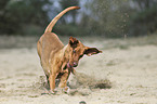 playing Magyar Vizsla