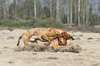 playing Magyar Vizsla