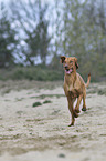 running Magyar Vizsla