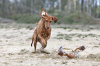 running Magyar Vizslas