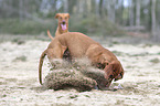 running Magyar Vizslas