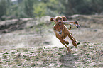 running Magyar Vizsla