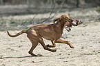 running Magyar Vizsla