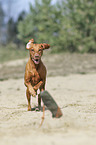 running Magyar Vizsla