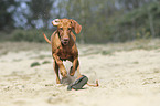 running Magyar Vizsla