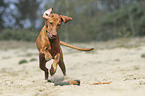 running Magyar Vizsla