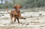 running Magyar Vizsla