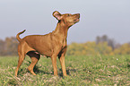 standing Magyar Vizsla