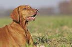 Magyar Vizsla portrait