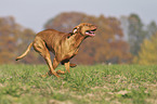 running Magyar Vizsla