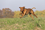 running Magyar Vizsla