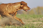 running Magyar Vizsla