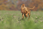 running Magyar Vizsla puppy