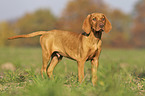 standing Magyar Vizsla puppy