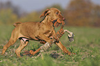 running Magyar Vizsla puppy