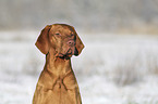 Magyar Vizsla portrait