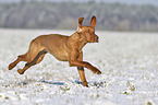 running Magyar Vizsla