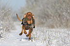 running Magyar Vizsla