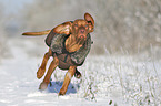 running Magyar Vizsla