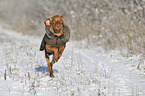 running Magyar Vizsla