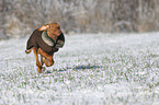 running Magyar Vizsla