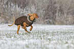 running Magyar Vizsla