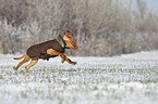 running Magyar Vizsla