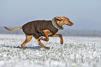running Magyar Vizsla