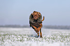 running Magyar Vizsla