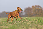 running Magyar Vizsla
