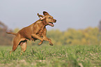 running Magyar Vizsla