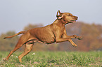 running Magyar Vizsla